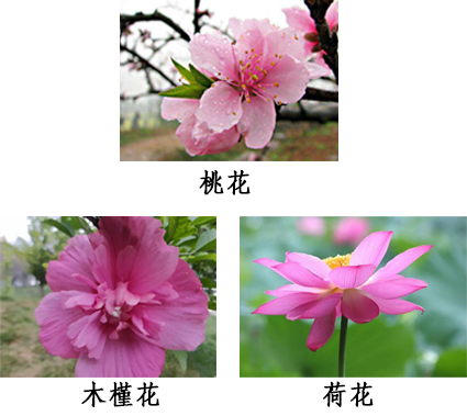 三花抗藍(lán)精粹